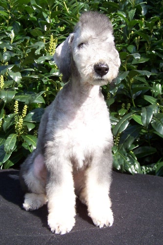 Arc-en-ciel Arlequin 06.04 (5).JPG